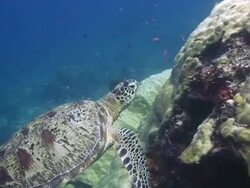 Green Turtle getting cleaned Stock Footage