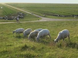 WS View of sheep's eating in salt meadows, North Sea North Frisia / Westerhever / Westerhever, Schleswig Holstein, Germany Stock Footage