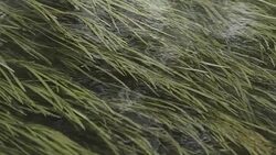 river seaweed Stock Footage