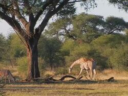 Giraffe_total Stock Footage