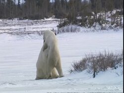 Polar bears (Ursus maritimus) playfully fighting, near Churchill, Manitoba, Canada Stock Footage