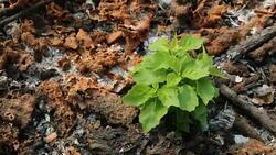 Trees do not give up on fate. Growing up in ashes. Stock Footage