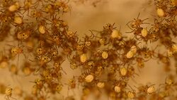 Large cluster of baby spiders with only a few moving around on web Stock Footage