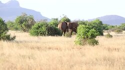 Elephants fighting very hardly Stock Footage