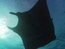 Manta Ray over Sea Mount cleaning station fish, and close up, Mexico  Stock Footage