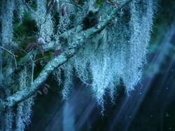 Magic nature background Stock Footage