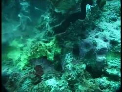 Clam - underwater, spawning Stock Footage