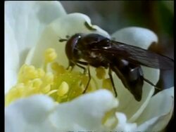 CU Fly feeding on flower of Arctic rose, Greenland Stock Footage
