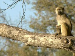 MS Shot of chacma baboons sitting on branches of tree observing surroundings / Okavango Delta, North-West District, Botswana Stock Footage