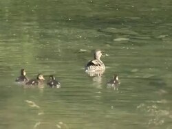 HD: A duck family Stock Footage