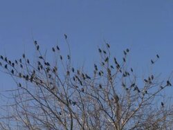 Flock of Starlings (family Sturnidae) roosting in tree, all taking off and flying simultaneously, Israel Stock Footage