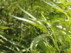 Hemp plant montage Stock Footage