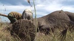 VOICED: Save the elephants, or save the humans? News Clip