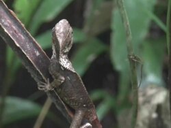 Casqued-headed lizard Stock Footage