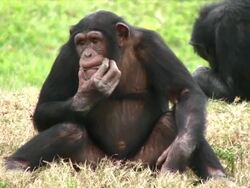 Chimp Eating Stock Footage