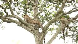 Leopard resting on tree with cub Stock Footage