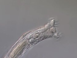 ECU Shot of Bdelloidea is class of rotifers found in fresh water and moist soil which typically have well developed corona, genus Philodina here filter feeding for bacteria and small algal cells / Newcastle Emlyn, Ceredigion, United Kingdom  Stock Footage