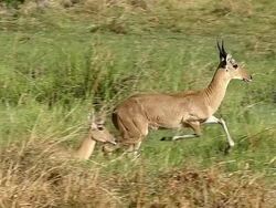 MS TS SLO MO Shot 0f Reedbuck (redunca arundinum) Male running at Okavangoforest area / Moremi Reserve, Africa, Botswana Stock Footage
