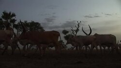 A cattle camp in South Sudan Stock Footage