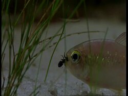 CU Fish eating ant, Amazon Stock Footage