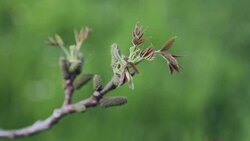 Buds and leaves swaying in wind Stock Footage