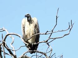 Vulture on tree Stock Footage