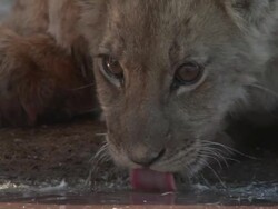 ECU PAN Shot of Lion cub drinking from water hole   / Central Kalahari Game Reserve, Botswana Stock Footage