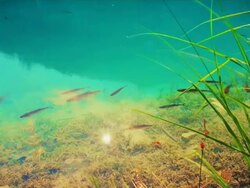 Clear water and fish Stock Footage