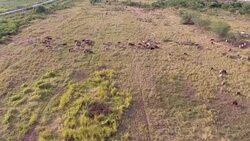 Aerial Top View of Cows on farm Stock Footage