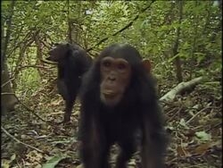 WS, ECU, Two chimpanzees (Pan troglodytes) in forest, young  approaching and licking camera, Gombe Stream National Park, Tanzania Stock Footage