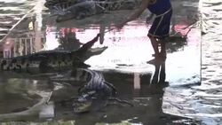 Crocodile Wrestling in Thailand Stock Footage