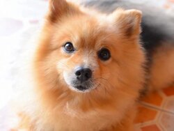 Cute Face Pomeranian Dog Stock Footage