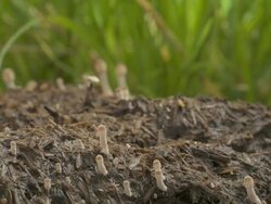 T/L brownish dung fungi (Coprinus sp.) ink caps growing from cow dung amongst grass, UK, take 1 Stock Footage