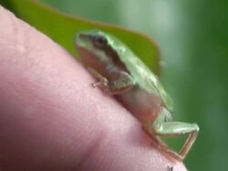 Tiny green frog - cleaning herself with the legs Stock Footage