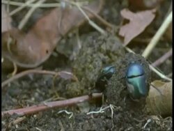 MS Dung beetle rolling dung ball, Bandhavgarh National Park, India Stock Footage