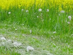 Riding Electric Mountain Bike In Spring (4K/UHD to HD) Stock Footage