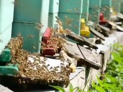 Beehive + Audio Stock Footage