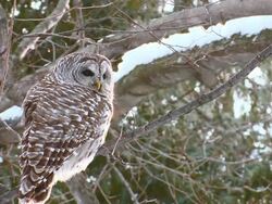 MS Shot of Barred owl resting on tree branch / Brighton, Ontario, Canada Stock Footage
