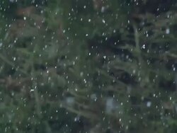 MS SLO MO Shot of Falling Snow in Normandy, slow Motion / Calvados, Normandy, France  Stock Footage