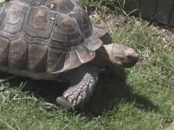 Large turtle 14 - HD 30F Stock Footage