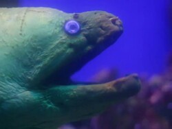 Colorful Eel Stock Footage