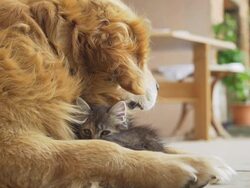 HD: Kitten Cuddling With A Dog Stock Footage