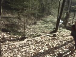 HD Super Slow-Mo: Throwing Hatchet At A Tree Stock Footage