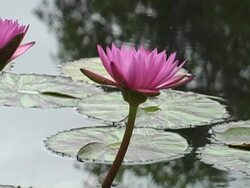 lily pond Stock Footage
