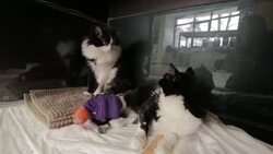New leash of life for "bionic" cat in Bulgaria Instructional Video