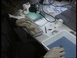 Japan - Cockroaches used in science News Clip