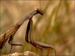 Praying mantis, Andalusia, Southern Spain Stock Footage