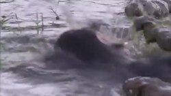 Crocodiles thrash as they feed on their prey. Stock Footage