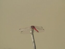Dragonfly on Stick Stock Footage