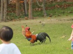 HD Little Girls walking in Field. Stock Footage